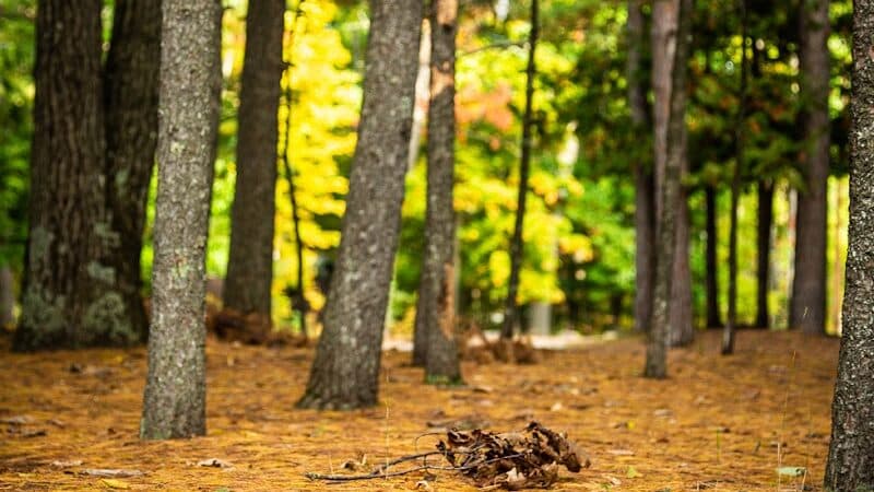 Interlochen State Park - Interlochen,