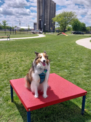 Ionia County dog park