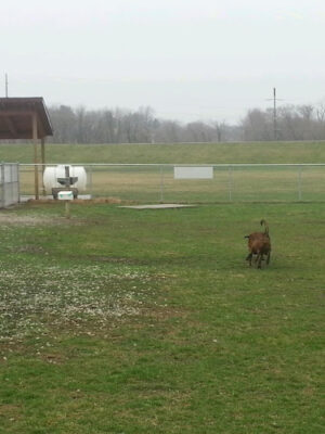 Rita's Ranch Dog Park