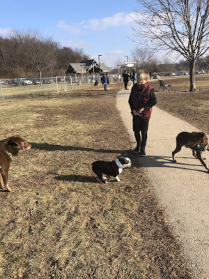 Thornberry Dog Park