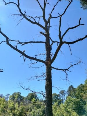 Ballentine Park