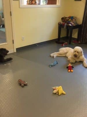 The Woods Canine Resort and Spa
