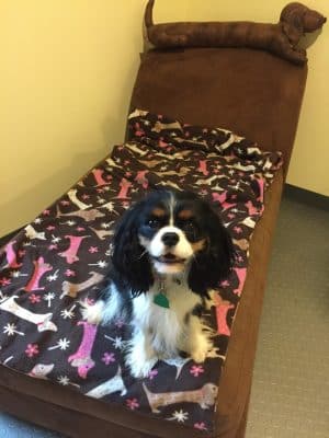 The Woods Canine Resort and Spa