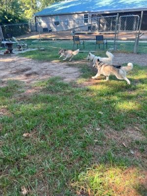 The Woods Canine Resort and Spa