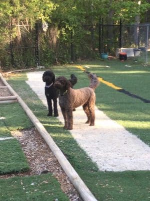 The Woods Canine Resort and Spa