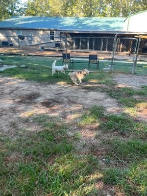 The Woods Canine Resort and Spa