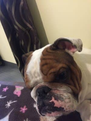 The Woods Canine Resort and Spa