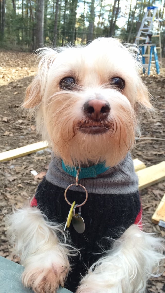 The Woods Canine Resort and Spa - Irmo, SC