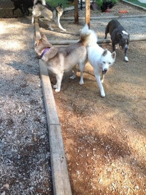 The Woods Canine Resort and Spa