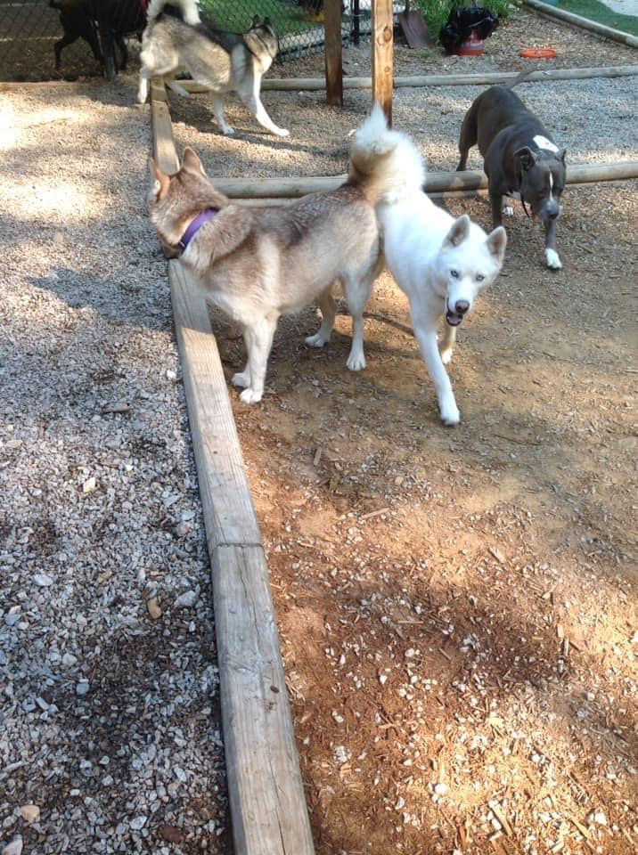 The Woods Canine Resort and Spa - Irmo, SC