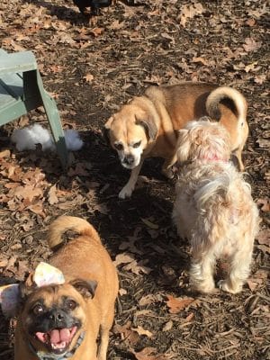 The Woods Canine Resort and Spa