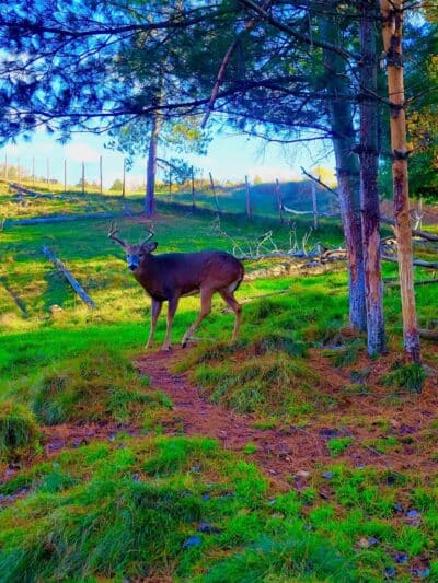 Iron Mountain City Park - Iron Mountain, MI