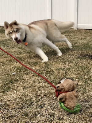 Pawesome Dog Training
