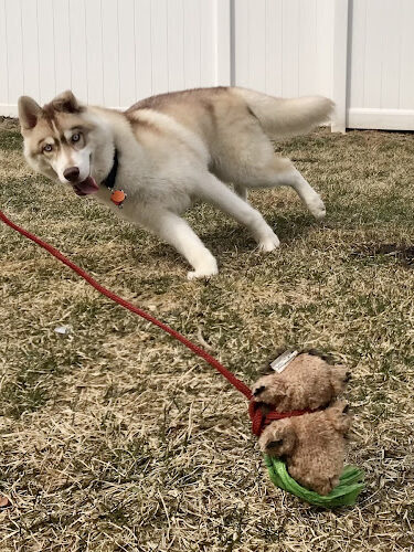 Pawesome Dog Training