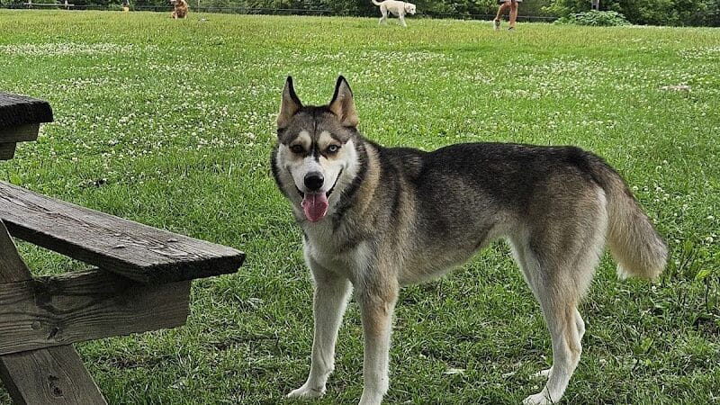 Ithaca Dog Park - Ithaca,