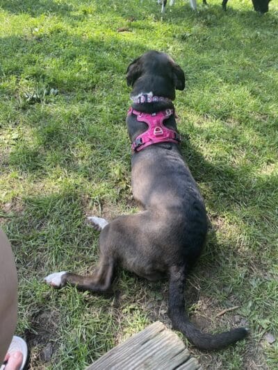 Ithaca Dog Park - Ithaca,