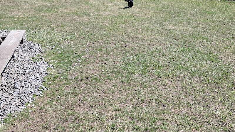 Ithaca Dog Park - Ithaca,
