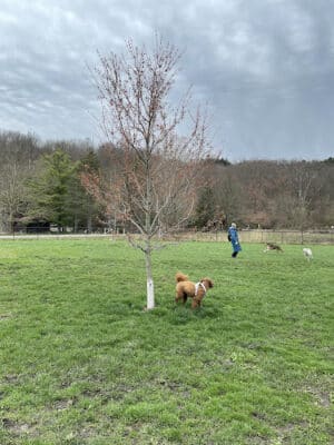 Ithaca Dog Park - Ithaca,