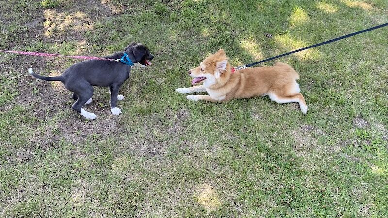 Betty’s Dog Park - Jackson, MI