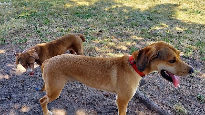 Betty’s Dog Park - Jackson, MI