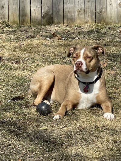Betty’s Dog Park - Jackson, MI