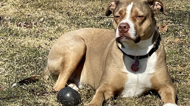 Betty’s Dog Park - Jackson, MI
