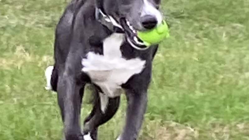 Betty’s Dog Park - Jackson, MI