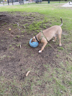 Betty’s Dog Park