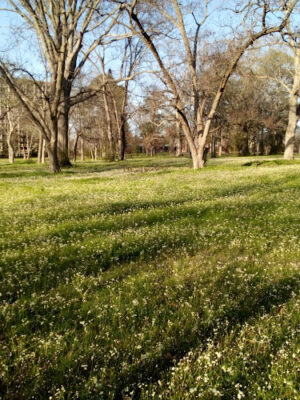 Reed’s Park on Claiborne