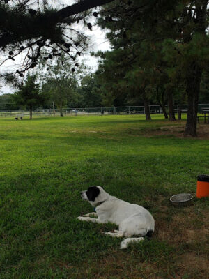 Jackson Dog Park