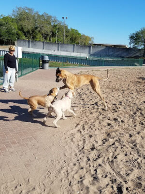 Paws Park (member only)