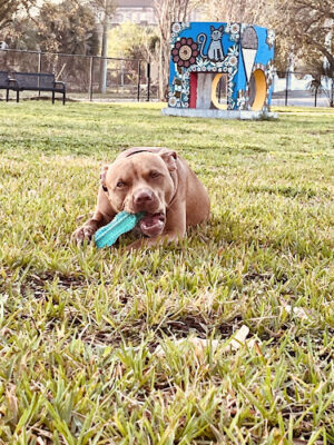 Springfield Dog Park and Playground