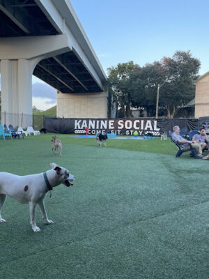 Kanine Social