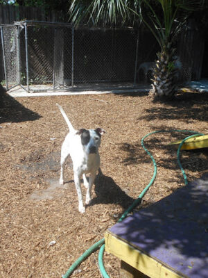 The Barking Lot