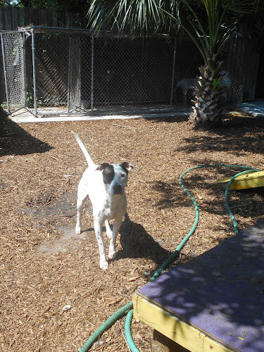 The Barking Lot