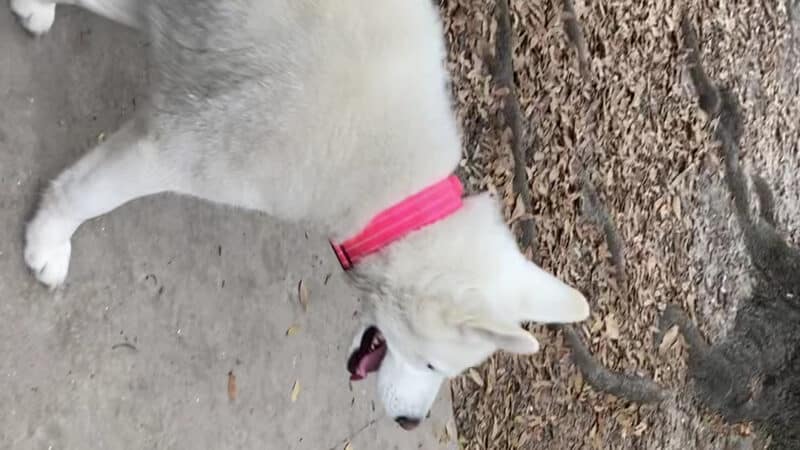John Gorrie Dog Park of Riverside Park - Jacksonville, FL