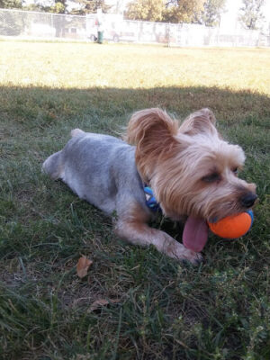 Peppers Dog Park