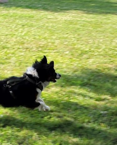 Jefferson City Large Dog Park - Jefferson City, MO