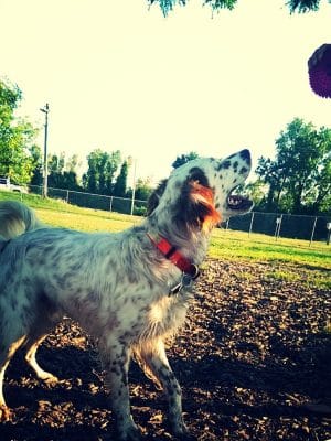 Jefferson City Large Dog Park - Jefferson City, MO