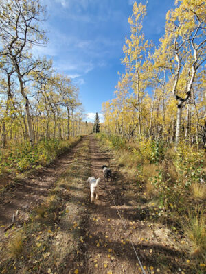 Colorado Trail Section #6 Trailhead