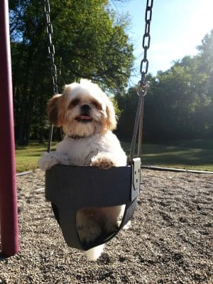 Highland Dog Park (Members Only)