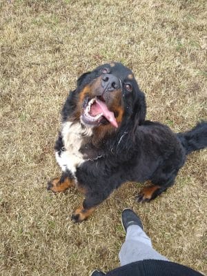 Highland Dog Park (Members Only)