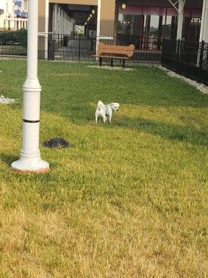 Destination Dog Park