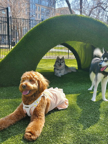 Urban Pups