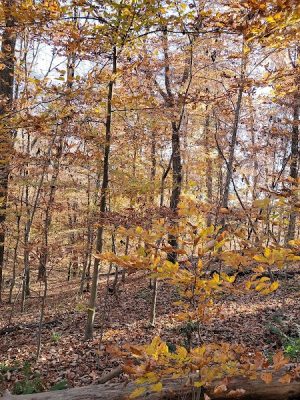 Wincopin Trails