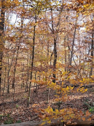 Wincopin Trails