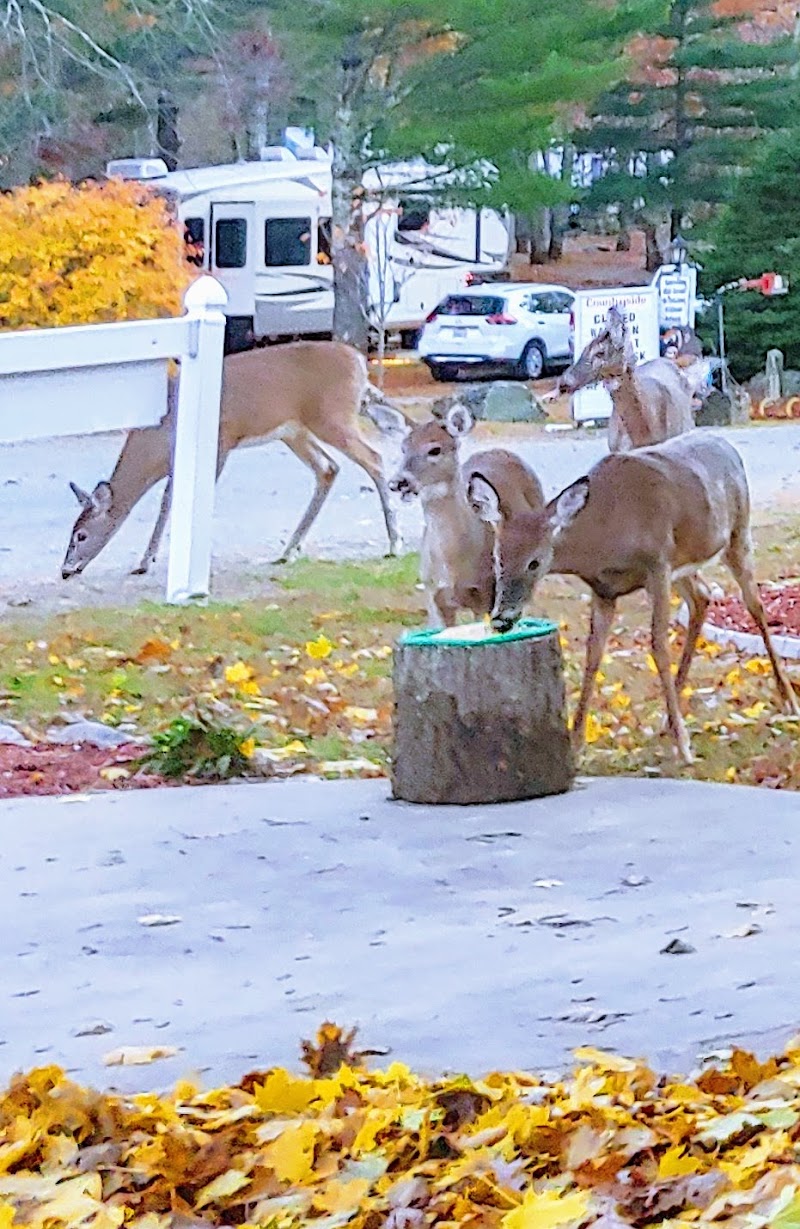 Countryside Campground - Jewett City, CT