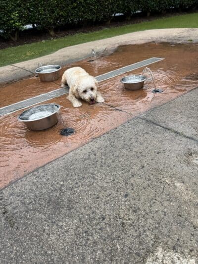 Newtown Dream Dog Park - Johns Creek, GA