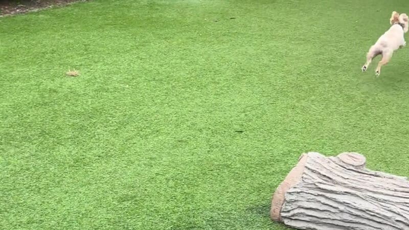 Newtown Dream Dog Park - Johns Creek, GA