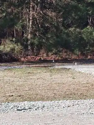 Leach Homestead campground